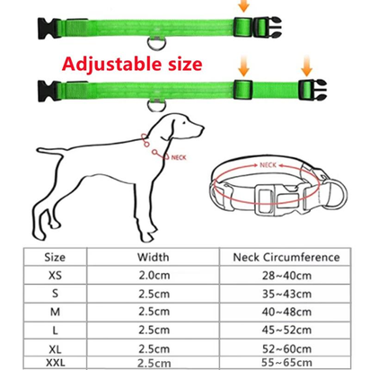 Illuminated LED Dog Collar