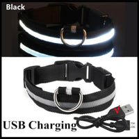 Illuminated LED Dog Collar